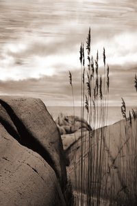Schilf am Meer von Christina Sillen