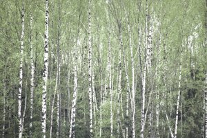 Frühlingszeit Birkenwald von Christina Sillen