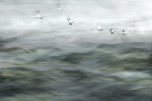 Schwäne über nebligem Wasser von Christina Sillen