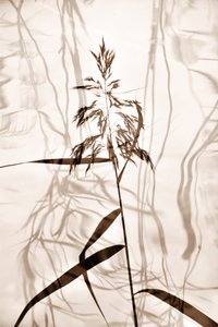 Flüsternde Schilfschatten von Christina Sillen