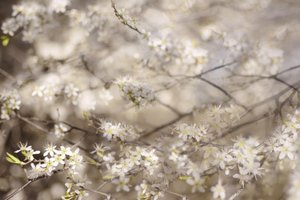 Weiße Frühlingsblüten von Christina Sillen