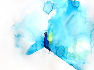 Eleganter Blauer Pfau von Christine Lindstrom