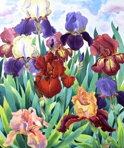 Glemsford-Iris