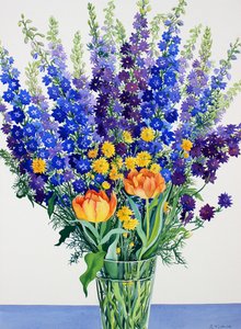 Rittersporn und Delphinium