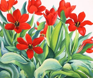 Madame Lefeber Tulpen