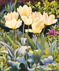 Blasse Tulpen von Christopher Ryland