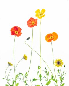 Fröhliche Mohnblumen und Gänseblümchen von Chuanxu Ren