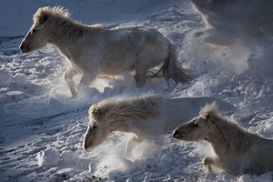 Isländische Pferde im Schnee
