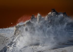 Weiße Pferde im Schneesturm