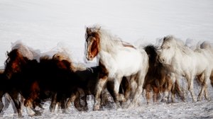 Wilde Pferde in Winterbewegung