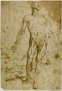 Écorché vor Landschaft (recto); Skizzen eines stehenden männlichen Aktes, sitzendes Kind, gebückte Frau (verso) von Circle of Titian