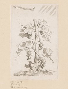 Weinrebe von Claude Mellan