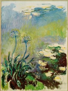 Die Agapanthus