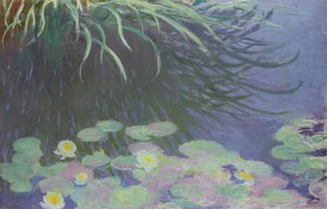 Seerosen mit Spiegelungen von hohem Gras