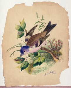 Blaues Vögelchen auf einem Ast