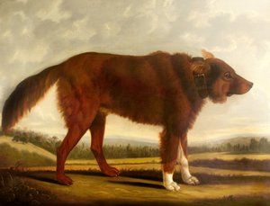 Lord Byrons Hund Lyon (Der Wolfshund) von Clifton Tomson