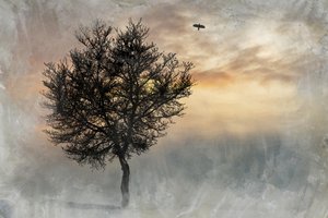 Dramatischer einsamer Baum von Codruta Georgescu