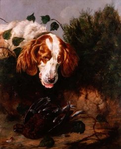 Gerade geschossen - Spaniel mit einem toten Auerhahn