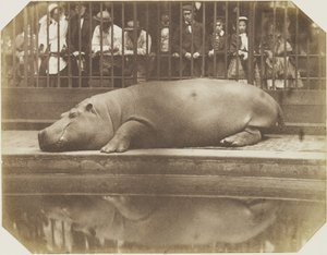 Obaysch, das Nilpferd, Londoner Zoo von Comte de Montizón Don Juan