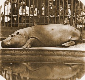 Obaysch das Nilpferd, Londoner Zoo, 1852