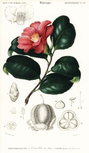 Japanische Kamelie, Camellia japonica (Kupferstich)