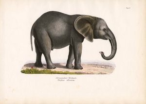 Afrikanischer Elefant von Conrad Kull