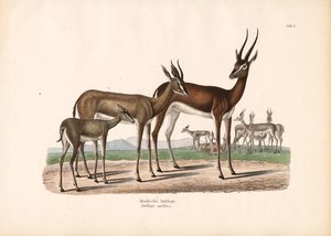 Arabischer Oryx in Halbwüste von Conrad Kull