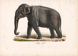 Asiatischer Elefant von Conrad Kull