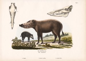 Bartschwein mit Jungtieren und Schädelansichten von Conrad Kull