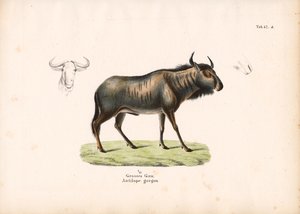 Blaues Gnu mit Kopfdetails von Conrad Kull