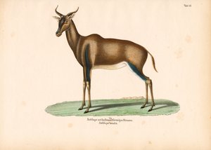 Halbmondhorn-Antilope oder Topi von Conrad Kull