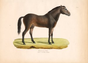 Lockenhaariges Pferd