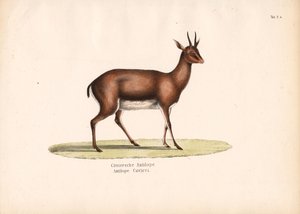 Cuvier-Gazelle im Profil von Conrad Kull