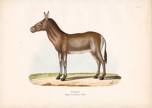 Dziggetai oder Mongolischer Wildesel