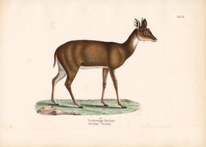 Vierhornantilope von Conrad Kull
