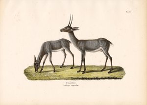 Grauer Riedbock