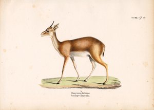 Hazenna-Antilope im Profil von Conrad Kull