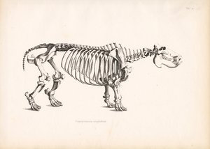 Flusspferd-Skelettanatomie von Conrad Kull