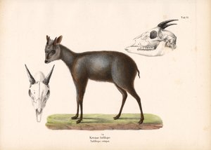 Impala mit Schädelrepräsentationen von Conrad Kull