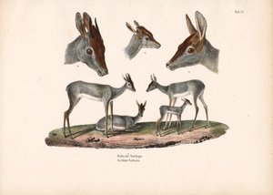 Klipspringer mit Porträtstudien