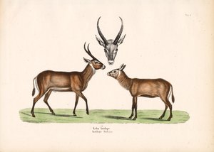 Koba-Antilope von Conrad Kull