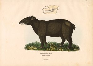 Bergtapir