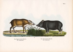 Papua-Schwein und Siamesisches Schwein