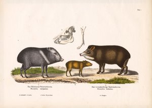 Pekaris mit Jungtieren und Schädelanatomie von Conrad Kull