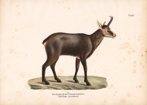 Pyrenäen-Gämse oder Isard von Conrad Kull