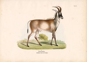 Rappenantilope von Conrad Kull