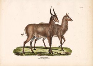 Senegal-Antilope