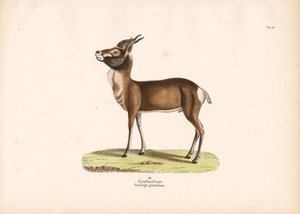 Springbock von Conrad Kull