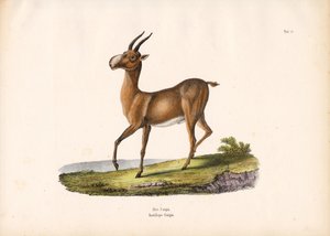 Die Saiga-Antilope von Conrad Kull