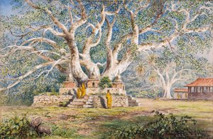 Heiliger Bo-Baum am Begräbnisort der Königinnen von Kandy